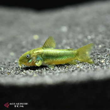 Green Laser Panzerwels, Corydoras sp. "CW009"